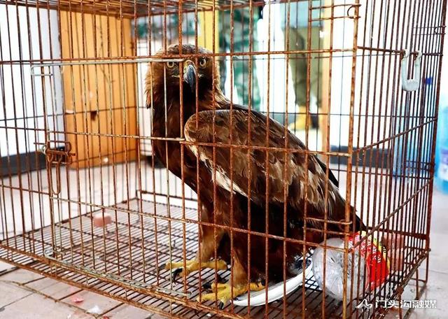 金雕插图3 金雕插图3