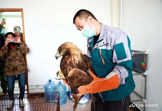 金雕插图5 金雕插图5