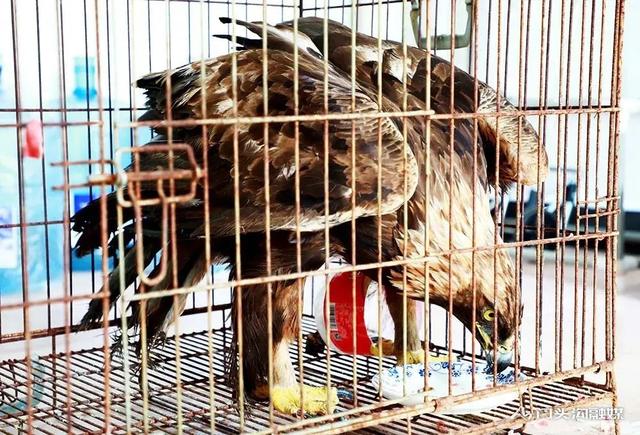 金雕插图 金雕插图