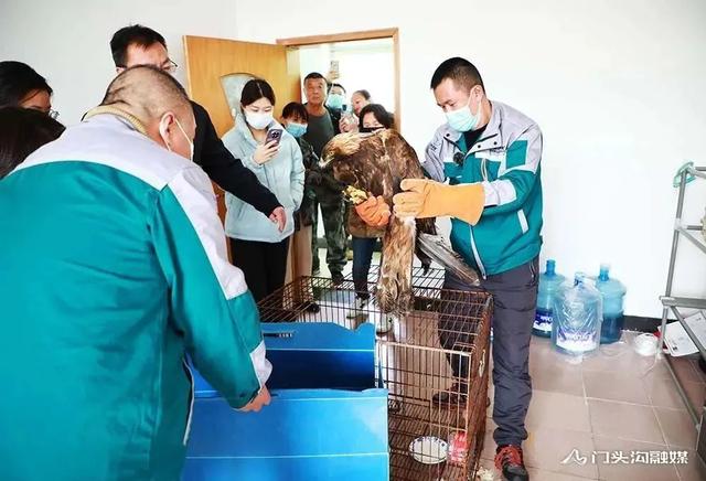 金雕插图4 金雕插图4