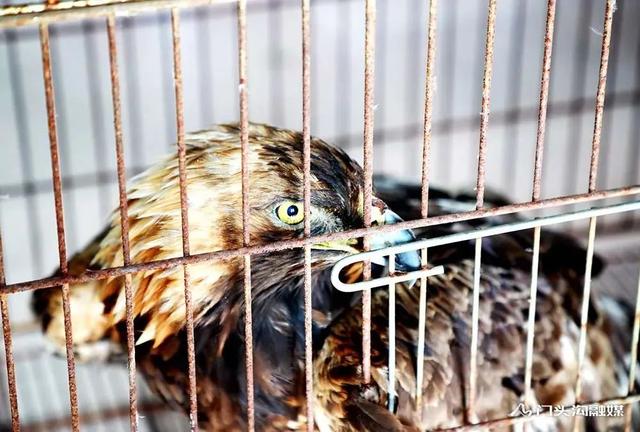 金雕插图1 金雕插图1