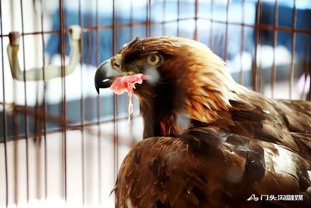 金雕插图2 金雕插图2