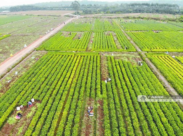 焦点图焦点图是什么意思网络用语插图7 焦点图焦点图是什么意思网络用语插图7