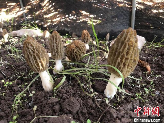 乡镇空缺生意乡镇空缺生意手工活加工插图3 乡镇空缺生意乡镇空缺生意手工活加工插图3