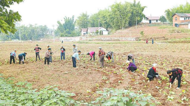 乡镇空缺生意乡下有什么可以代加工的插图1