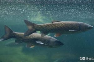 —个10亩鱼塘养鱼利润一个20亩鱼塘养鱼利润