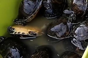 乌龟怎么做好吃请问乌龟怎么做好吃