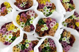 女生的小雏菊长什么样女生的小雏菊长什么样(不是花)照片