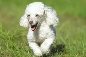 贵宾犬图片贵宾犬图片造型图片大全