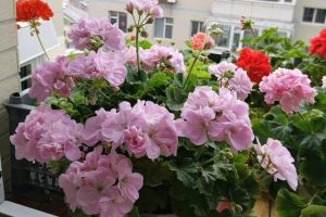 秋天的花秋天的花有哪些花开