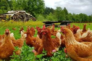 投资1000元养殖投资1000元养殖有上门回收的吗多少钱