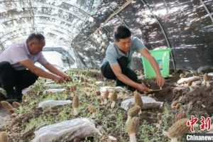 乡镇空缺生意乡镇空缺生意手工活加工