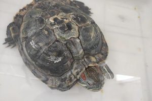 巴西龟怎么看年龄巴西龟怎么看年龄图解厘米