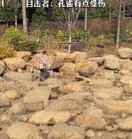 世界上最恐怖的孔雀世界上最恐怖的孔雀长什么样子图片