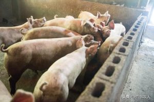 2022年养什么挣钱最快的2022养殖业什么最赚钱农村