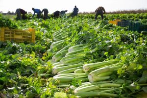 匡威鞋码对照表匡威鞋码对照表_尺寸