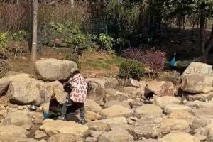 世界上最恐怖的孔雀世界上最大的孔雀长什么样