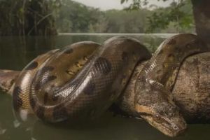 大蛇太难对付我坚持不住了有两条蛇住进了我身体上虞子桑